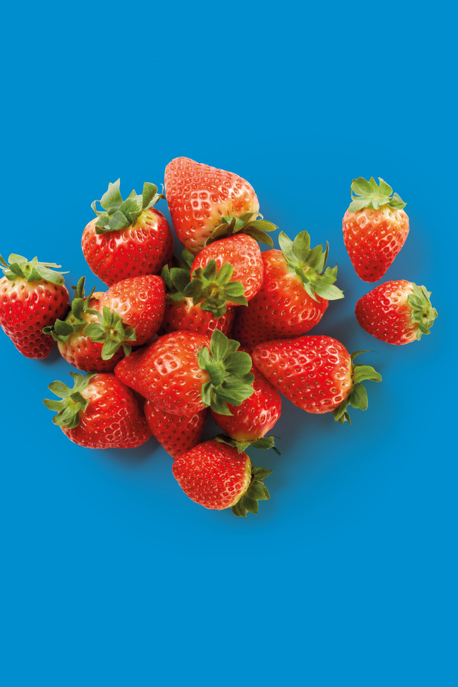 Fragole fresche e rosse con foglie verdi su sfondo blu.
