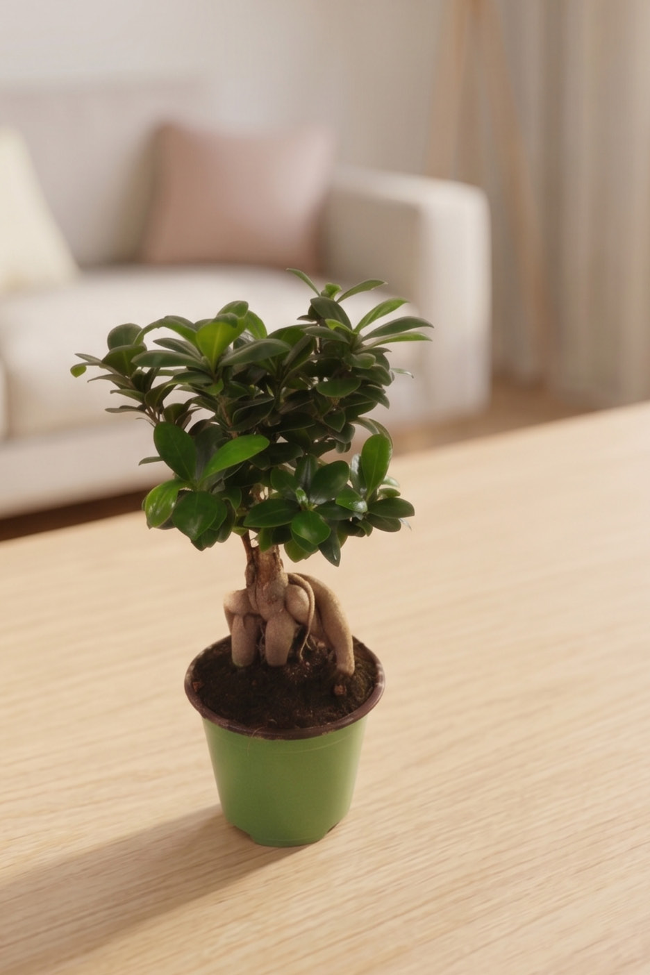 Bonsai in vaso verde su un tavolo di legno, con un divano sfocato sullo sfondo.