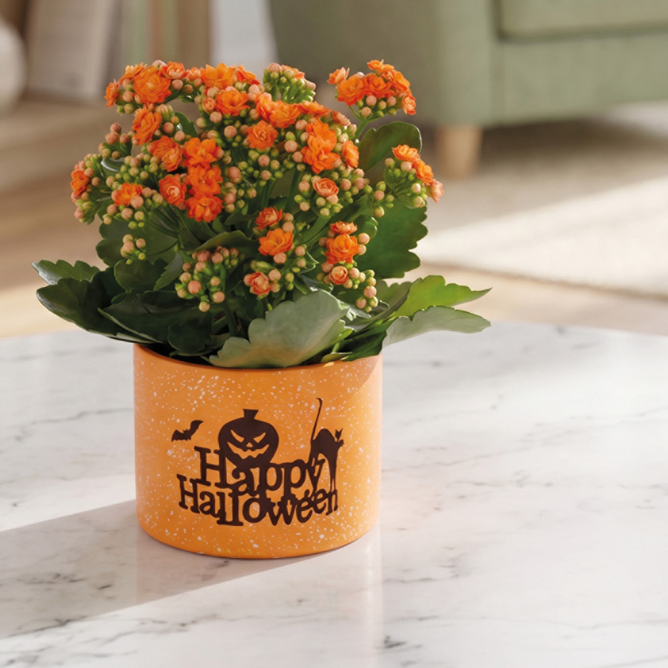 Pianta di Kalanchoe arancione in un vaso a tema Halloween su un tavolo.
